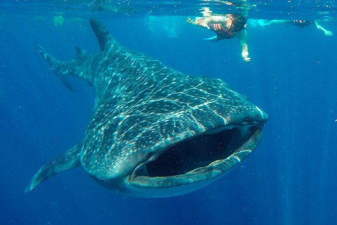 Small Group Whale Shark Encounter - 10 years in business - Discover the Small Group Whale Shark Encounter in Cancun