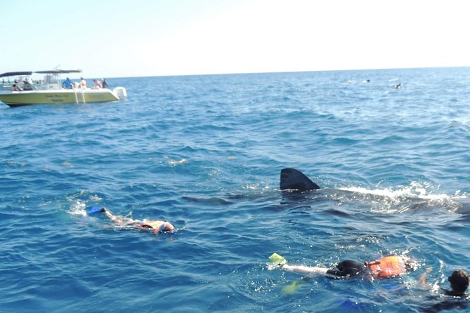 Small Group Whale Shark Encounter - 10 years in business - Snorkeling with the Largest Fish on the Planet at Playa Norte