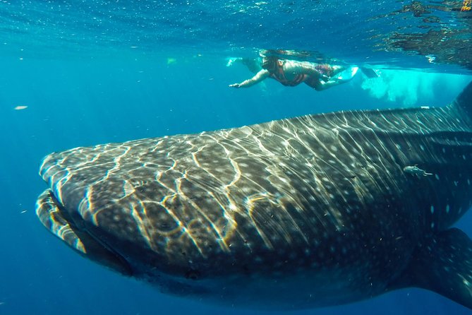 Small Group Whale Shark Encounter - 10 years in business - Visiting North Beach and Enjoying Regional Cuisine