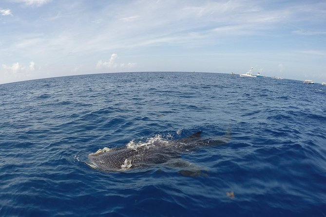 Small Group Whale Shark Encounter - 10 years in business - Pricing, Tips, and Additional Fees