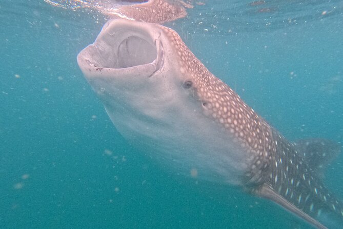 Small group whale shark experiences in La Paz - Meeting point at Marina de La Paz