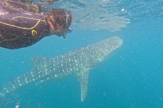 Small group whale shark experiences in La Paz - The whale shark encounter: what to expect