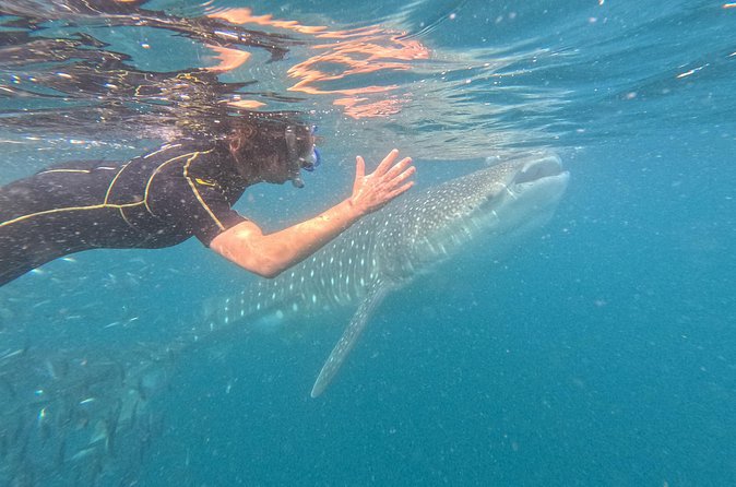 Small group whale shark experiences in La Paz - Physical requirements and accessibility