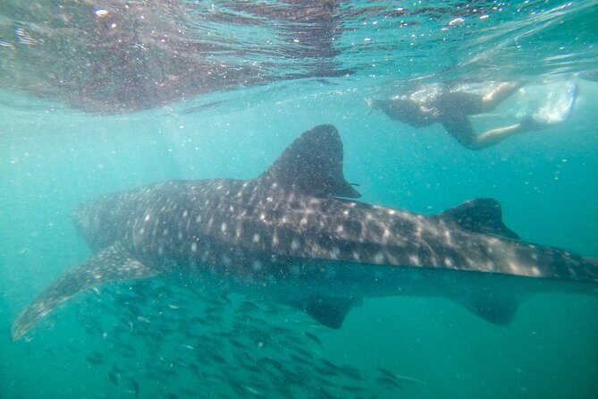 Small group whale shark experiences in La Paz - The organization and group size