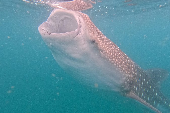 Small group whale shark experiences in La Paz - Comparing this whale shark tour to similar experiences