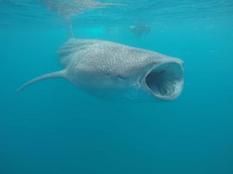 Small group Whale Shark snorkeling in La Paz, BCS, Mexico - La Paz’s Marine Sanctuary for Whale Sharks