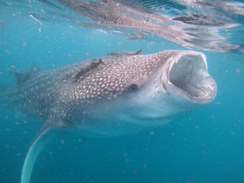 Small group Whale Shark snorkeling in La Paz, BCS, Mexico - The Logistics of the Whale Shark Tour in La Paz