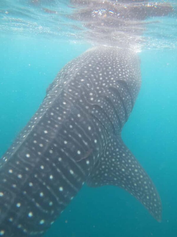 Small group Whale Shark snorkeling in La Paz, BCS, Mexico - Eco-conscious Practices and Precautions