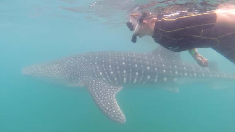 Small group Whale Shark snorkeling in La Paz, BCS, Mexico - Accessibility and Language Support