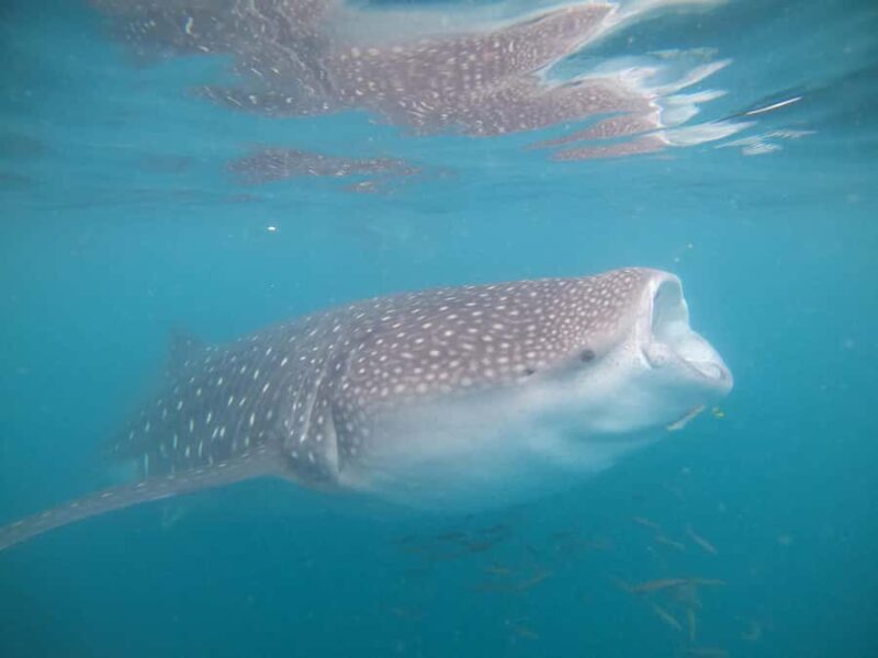 Small group Whale Shark snorkeling in La Paz, BCS, Mexico - The Sum Up: A Respectful Encounter with Whale Sharks in La Paz