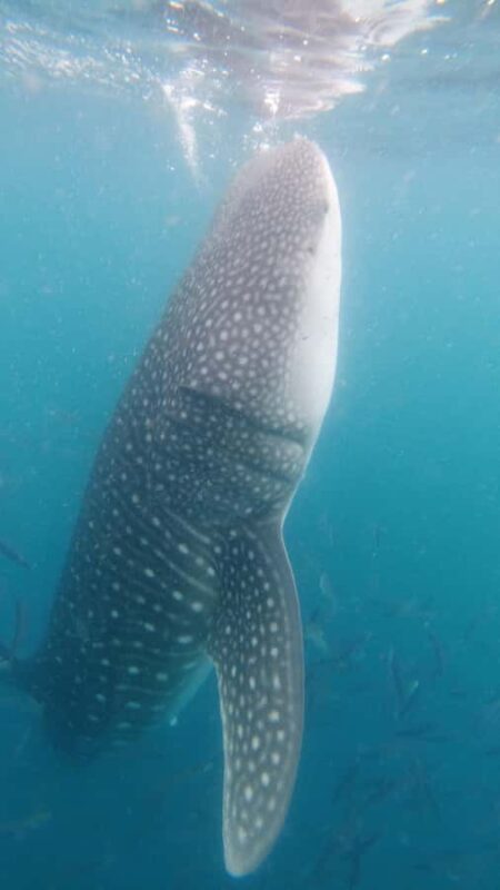 Small group Whale Shark snorkeling in La Paz, BCS, Mexico - Frequently Asked Questions
