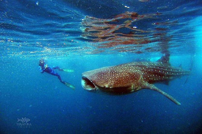 Small group Whale Shark snorkeling in La Paz BCS MX - Key Points