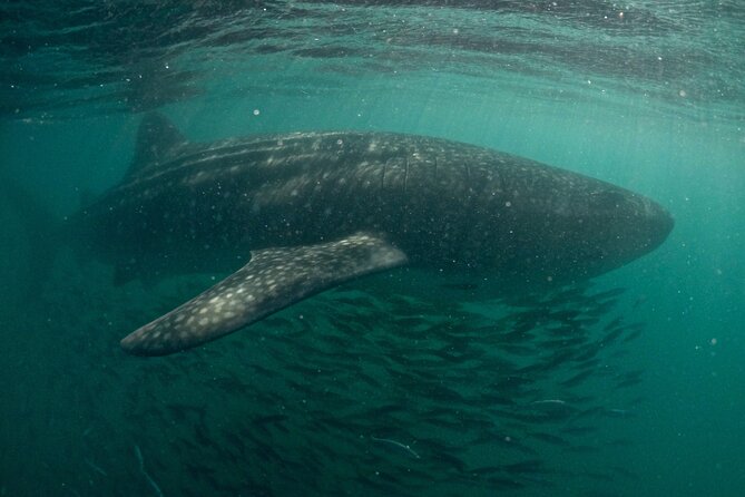 Small group Whale Shark snorkeling in La Paz BCS MX - What the Snorkeling Experience Looks Like