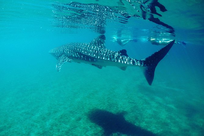 Small group Whale Shark snorkeling in La Paz BCS MX - The Conservation Focus of the Tour