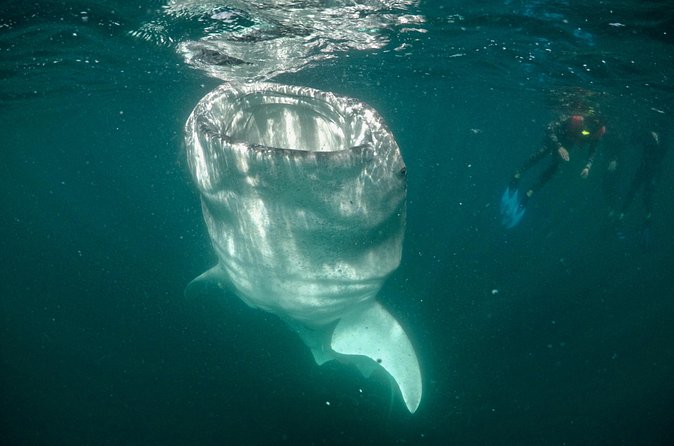 Small group Whale Shark snorkeling in La Paz BCS MX - Physical Requirements and Suitability