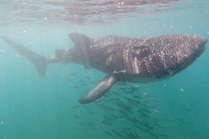 Small group Whale Shark snorkeling in La Paz BCS MX - Who Will Love This Tour