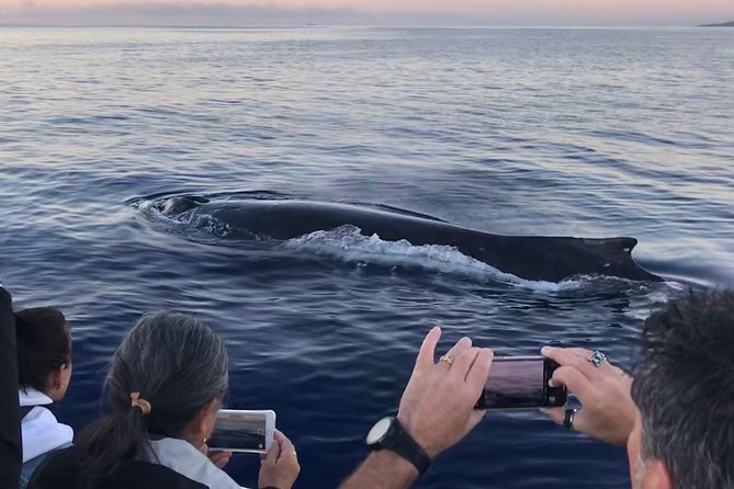 Small-Group Whale Watching Adventure - Starting Point at Mala Boat Ramp in Lahaina