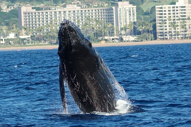 Small-Group Whale Watching Adventure - What to Expect During the Tour