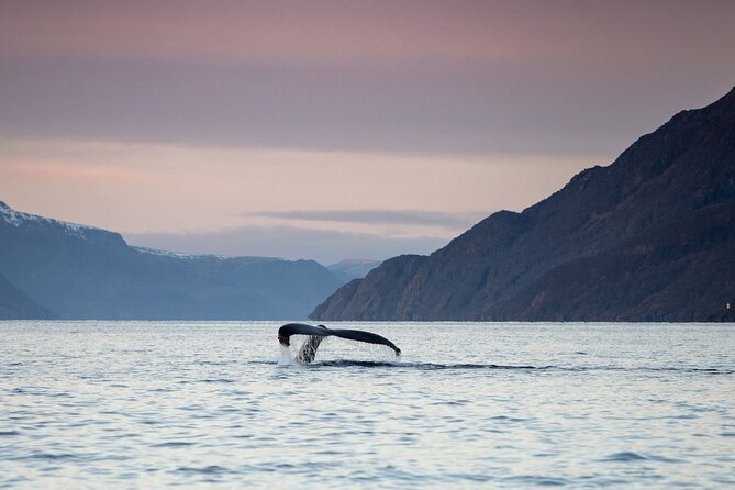 Small Group Whale Watching by RIB - Exciting Whale Watching in Alta with a Small Group RIB Tour