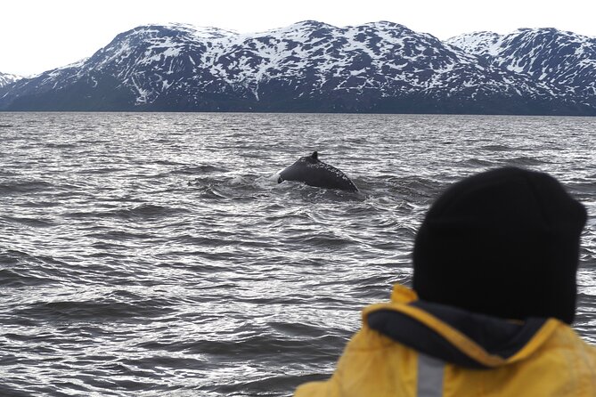 Small group Whale watching - Discover the Charm of Small-Group Whale Watching in Alta, Norway
