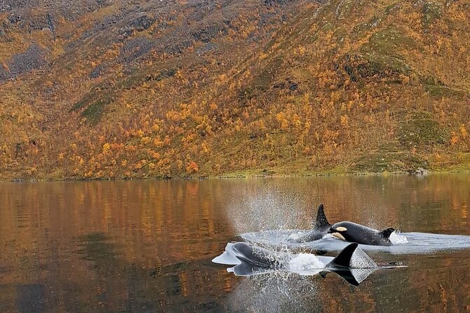 Small group Whale watching - The Boat Ride to the Fjord Wildlife Hotspot