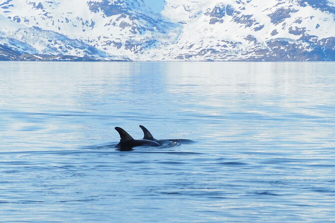 Small group Whale watching - Return Journey and Scenic Drive Back to Alta