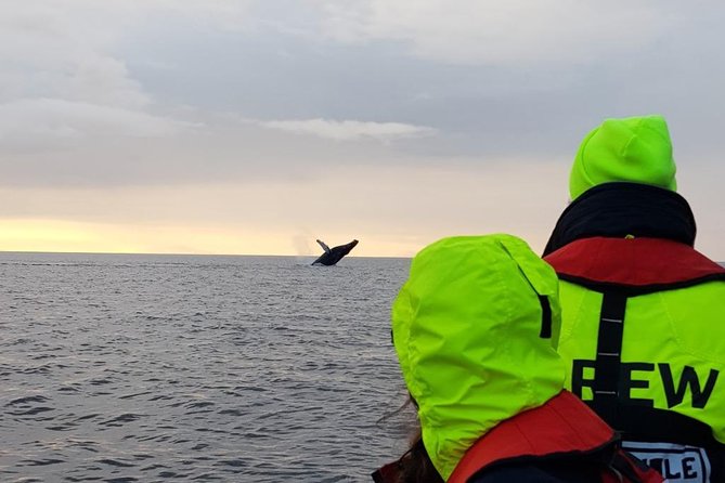 Small-group Whale Watching in the Midnight Sun from Reykjavík - Key Points
