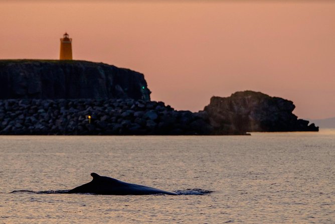 Small-group Whale Watching in the Midnight Sun from Reykjavík - What Happens If Marine Life Isn’t Spotted?