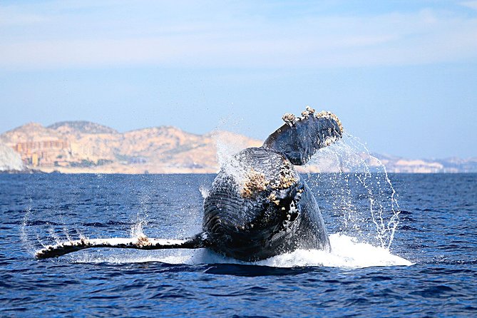 Small-Group Whale Watching Zodiac Boat Cruise in Cabo San Lucas - Meeting Point and Accessibility in Cabo San Lucas