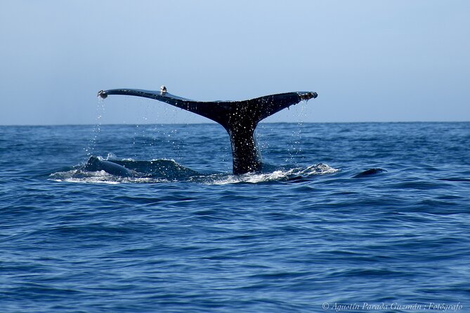 Small-Group Whale Watching Zodiac Boat Cruise in Cabo San Lucas - Marine Biologist and Knowledgeable Guides