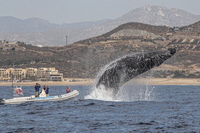 Small-Group Whale Watching Zodiac Boat Cruise in Cabo San Lucas - Itinerary and Major Stops During the Tour