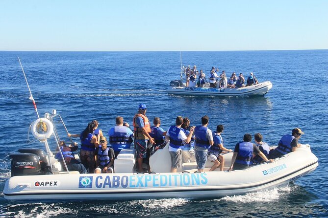 Small-Group Whale Watching Zodiac Boat Cruise in Cabo San Lucas - The Experience of Seeing Whales Close Up