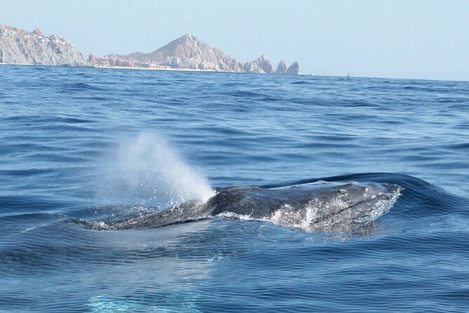 Small-Group Whale Watching Zodiac Boat Cruise in Cabo San Lucas - Customer Feedback and Ratings