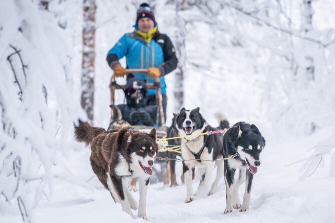 Small Group Wilderness Husky Sledding 2h from Tromsø (car needed) - The Norwegian Outdoor Picnic Lunch on the Trail