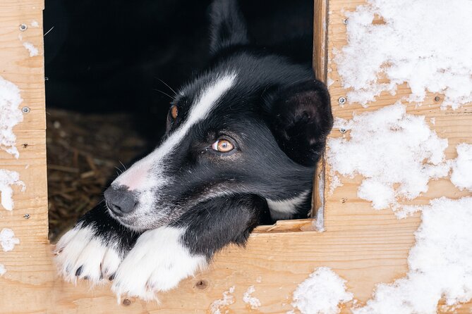 Small Group Wilderness Husky Sledding 2h from Tromsø (car needed) - The Guides: Knowledgeable and Passionate about Huskies