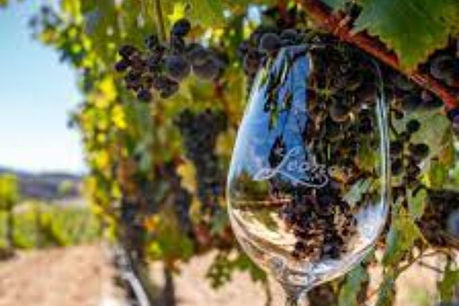 Small Group Wine Tour to Temecula from Los Angeles - In-Depth Experience at Wilson Creek Winery