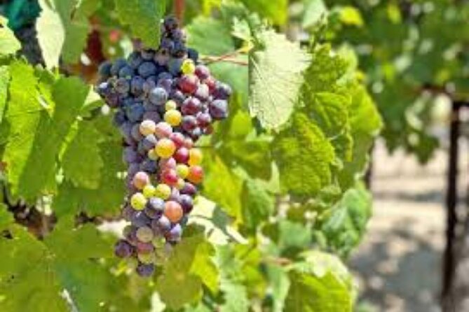 Small Group Wine Tour to Temecula from Los Angeles - Outdoor Leisure at Lake Harveston Park