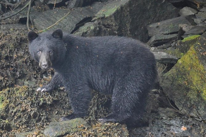 Small-Group Zodiac Wilderness Adventure from Ketchikan - Comparing This Tour to Similar Alaska Wildlife Excursions