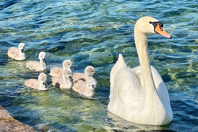 Small Group Zurich Walking Tour, Cruise and LINDT Factory - Practical Details and Tour Logistics