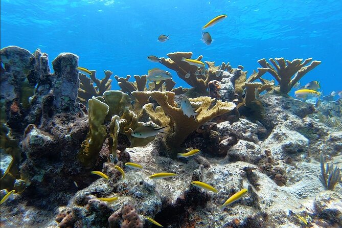 Small - Guided Shallow 2 Tank Dive Experience in Key Largo ALL GEAR INCLUDED - All-Inclusive Equipment and Comfort on the Boat