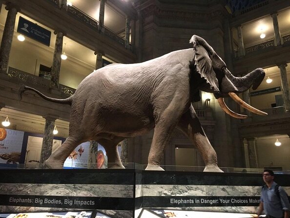 Smithsonian National Museum of Natural History with Guided Tour - Discover the Smithsonian National Museum of Natural History with a Guided Tour