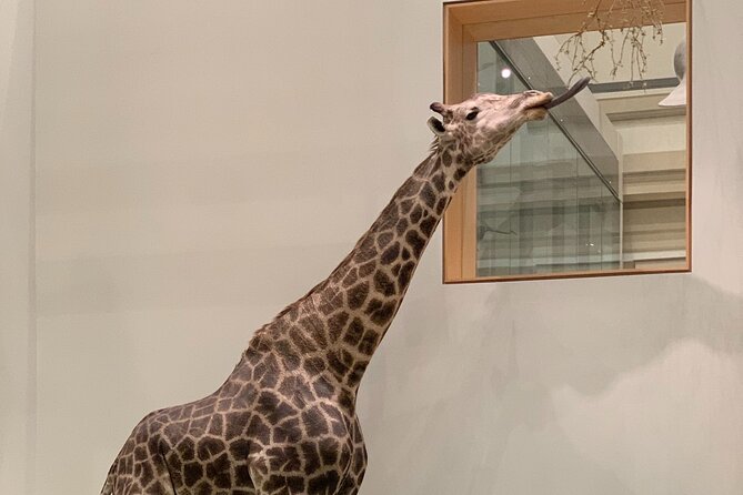 Smithsonian National Museum of Natural History with Guided Tour - The Pros and Cons of This Smithsonian Tour