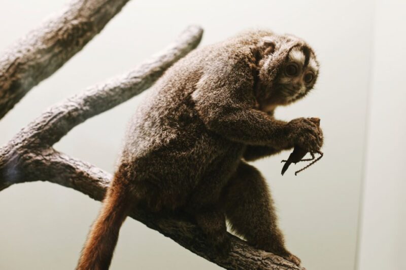 Smithsonian Natural History + Air & Space Museum Tour 8ppl - Discovering the Air & Space Museum’s Iconic Exhibits