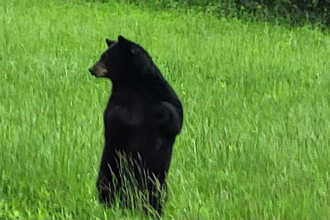 Smoky Mtn Cades Cove, RR/Logging Museum-Foothills Pky Spring Tour - Ending the Day at Reds Soda Fountain in Sevierville