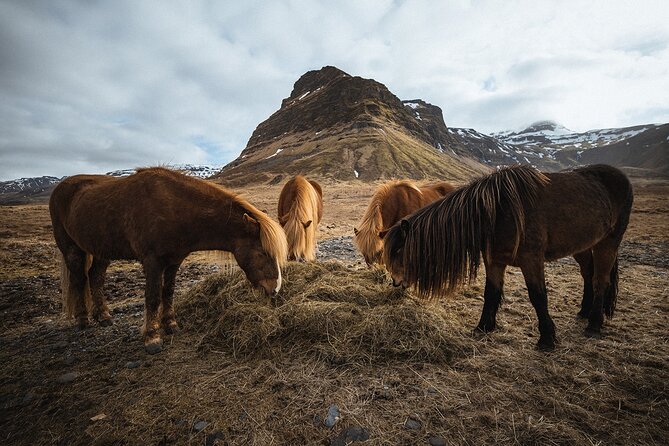Snæfellsnes Peninsula | Private tour | PRO Photos included - Búðakirkja: The Iconic Black Church in a Surreal Setting