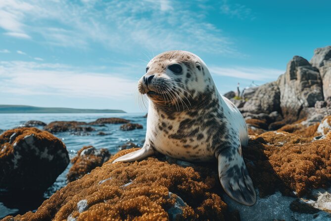 Snæfellsnes Peninsula Private Tour with a Local - Exploring Borgarnes and Its Cultural Significance