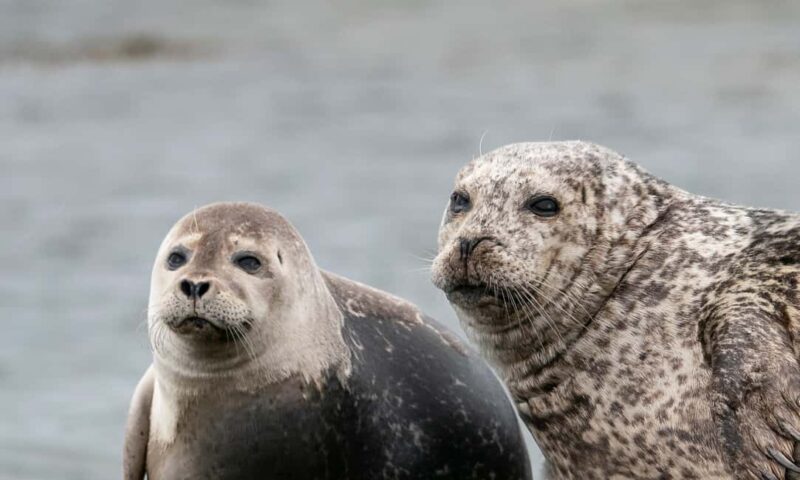 Snæfellsnes Peninsula Tour: Seals & Coastal Highlights - Key Points