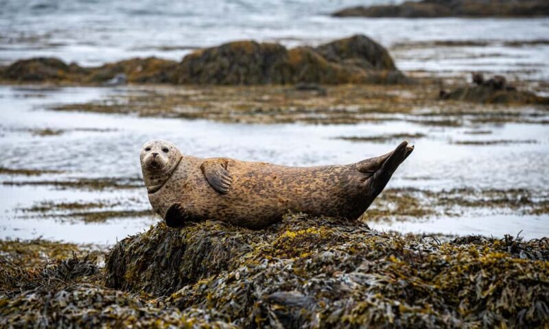 Snæfellsnes Peninsula Tour: Seals & Coastal Highlights - Coastal Charm and Gourmet Lunch at Arnarstapi