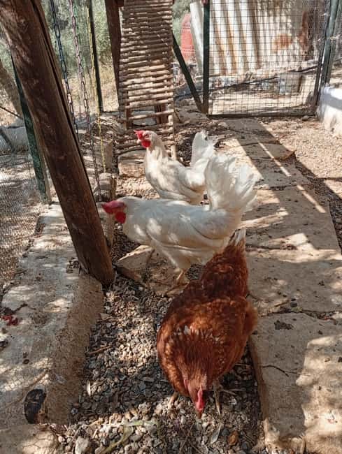 Snail and olive farm tour with table olives & homemade sweet - Authentic Crete Experience: Snail and Olive Farm Tour with Tasty Treats