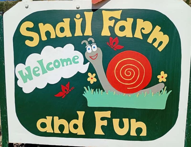 Snail and olive farm tour with table olives & homemade sweet - Guided Tour of the Snails’ Life Cycle and Breeding